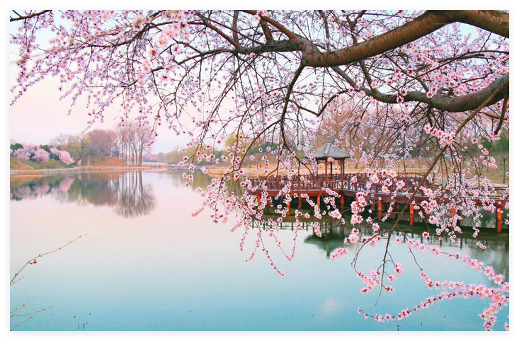 花粉實(shí)時(shí)監(jiān)測(cè)告別花粉過(guò)敏焦慮